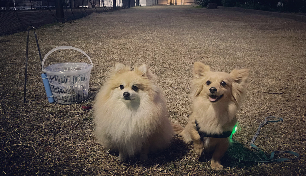 プロギングドッグ　夕ん歩 レポート