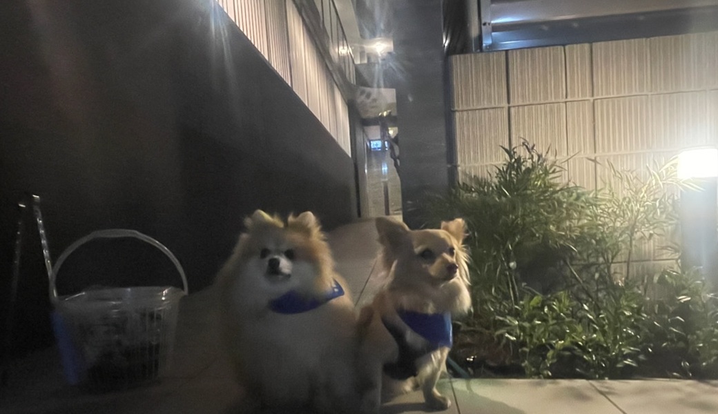 プロギングドッグ　夕ん歩 レポート