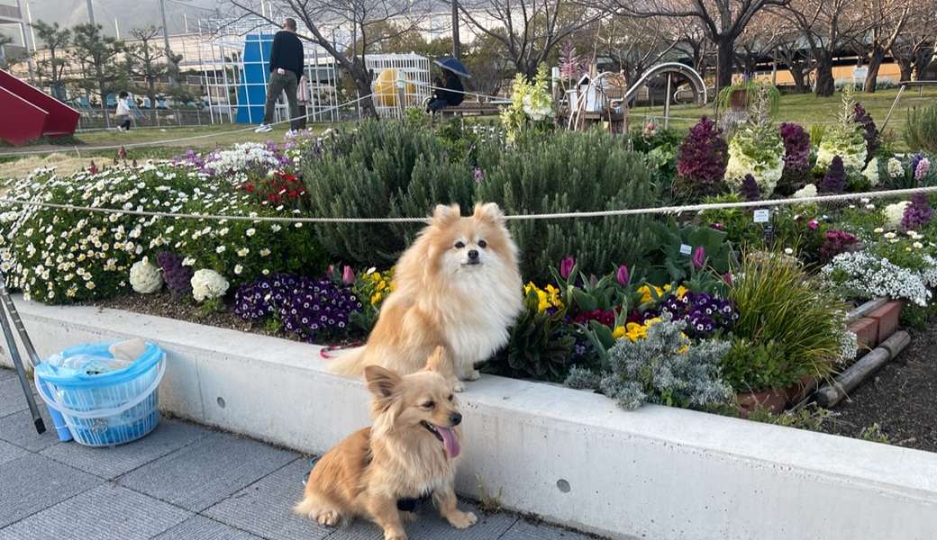 プロギングドッグ　夕ん歩 レポート