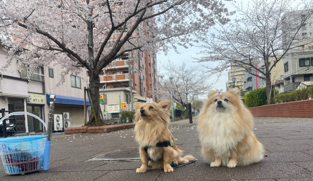 プロギングドッグ　朝ん歩 レポート