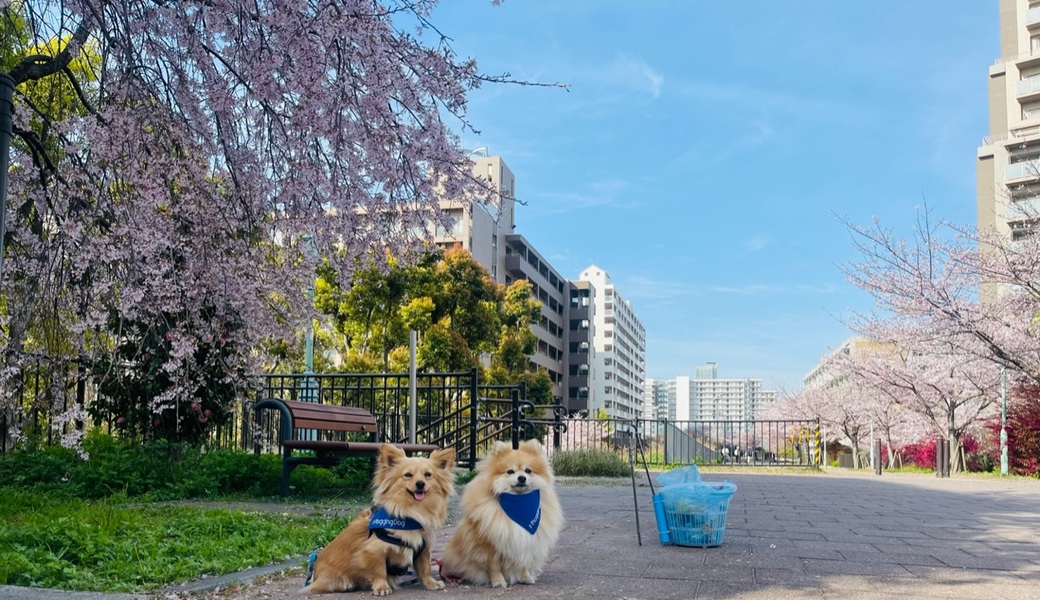 プロギングドッグ　朝ん歩 レポート