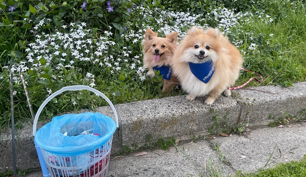 プロギングドッグ　夕ん歩 レポート