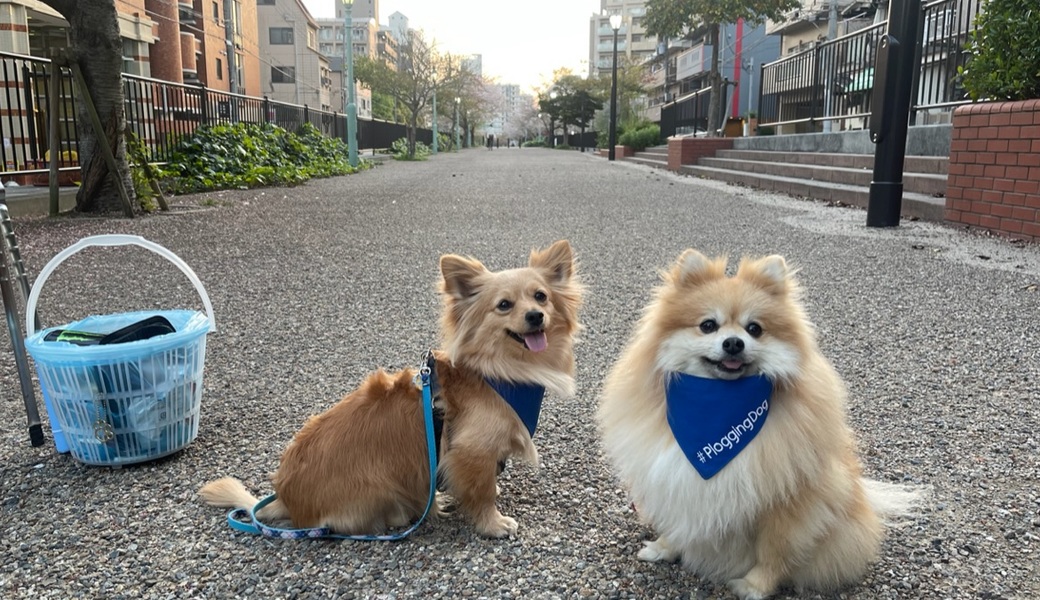 プロギングドッグ　夕ん歩 レポート