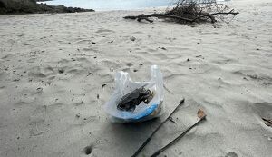 NAUTICA CLEANUP #1 アイキャッチ