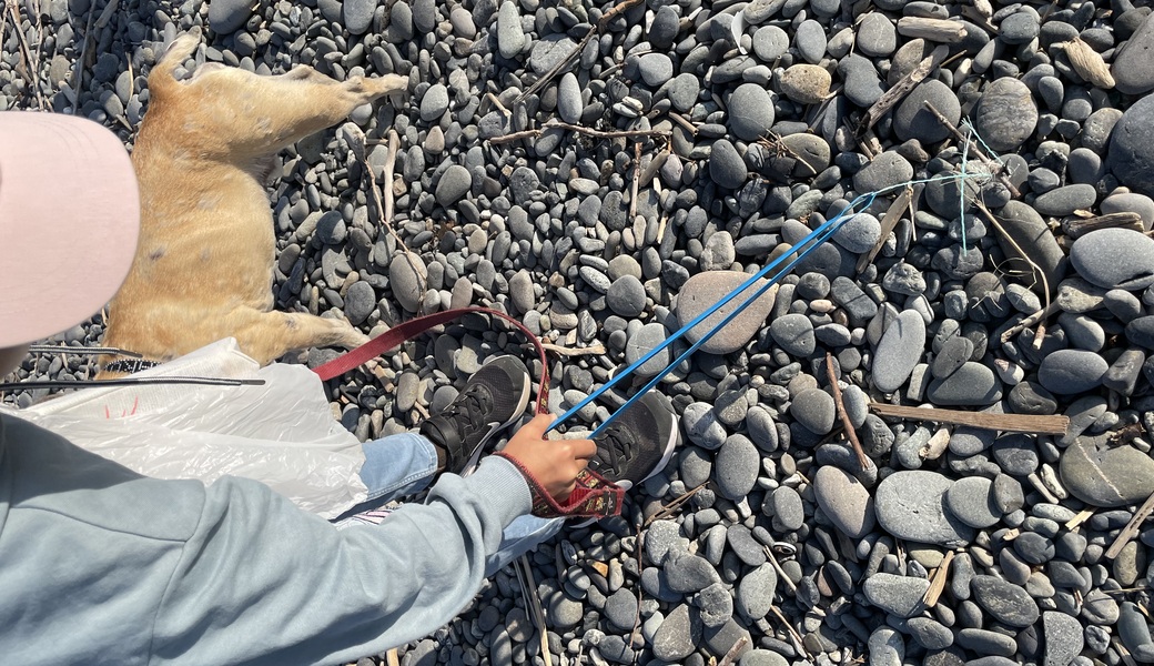 11月12日千本浜ビーチクリーン レポート