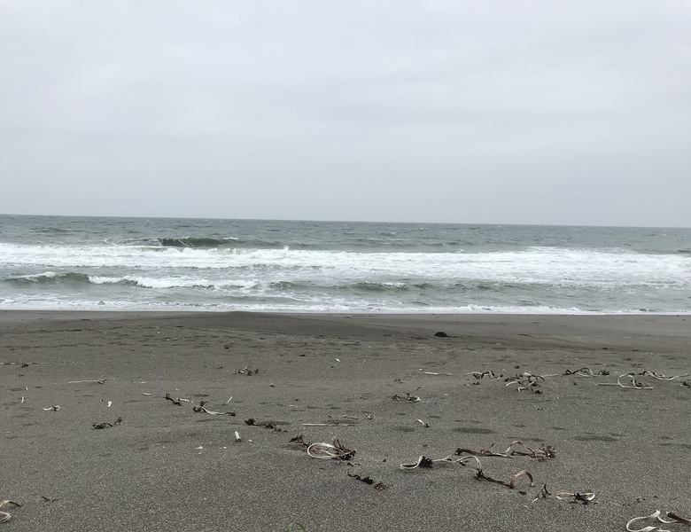 ビーチクリーン レポート