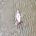 杉並神田川クラブ プロフィール