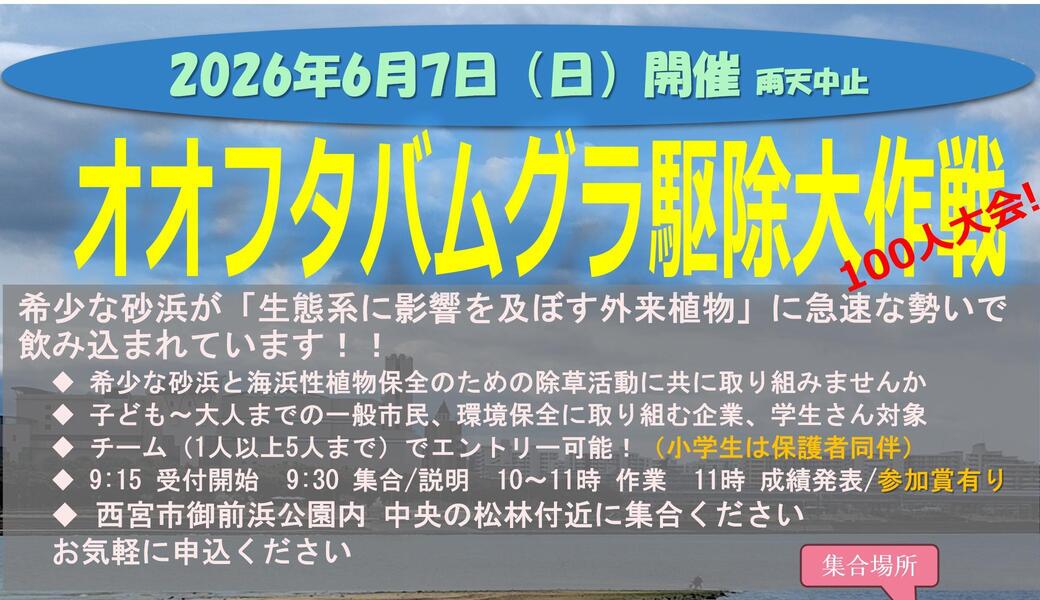 外来植物「オオフタバムグラ駆除大作戦」100人大会 アイキャッチ