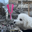 一般社団法人ペットライフ協会 プロフィール