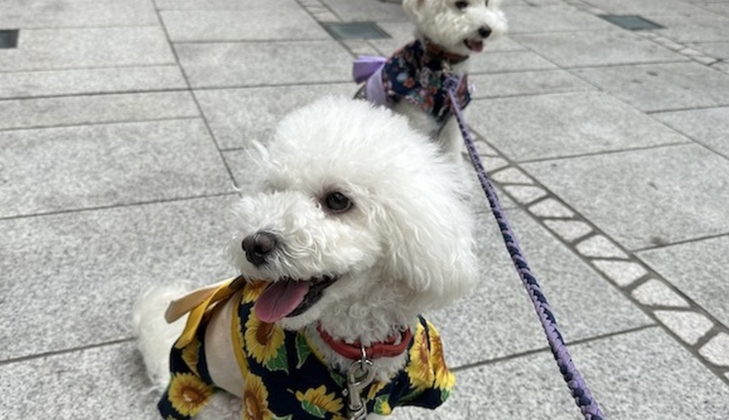 第十二回　おさんぽクリーンプロジェクト開催 アイキャッチ