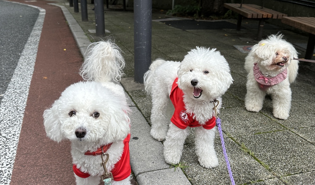 第七回　おさんぽクリーンプロジェクト開催 レポート