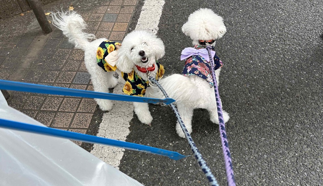 第九回　おさんぽクリーンプロジェクト開催 レポート