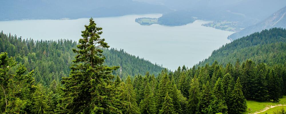 カモシカ心理コンサルティング カバー