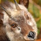 カモシカ心理コンサルティング プロフィール