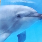 プライムスマイル プロフィール