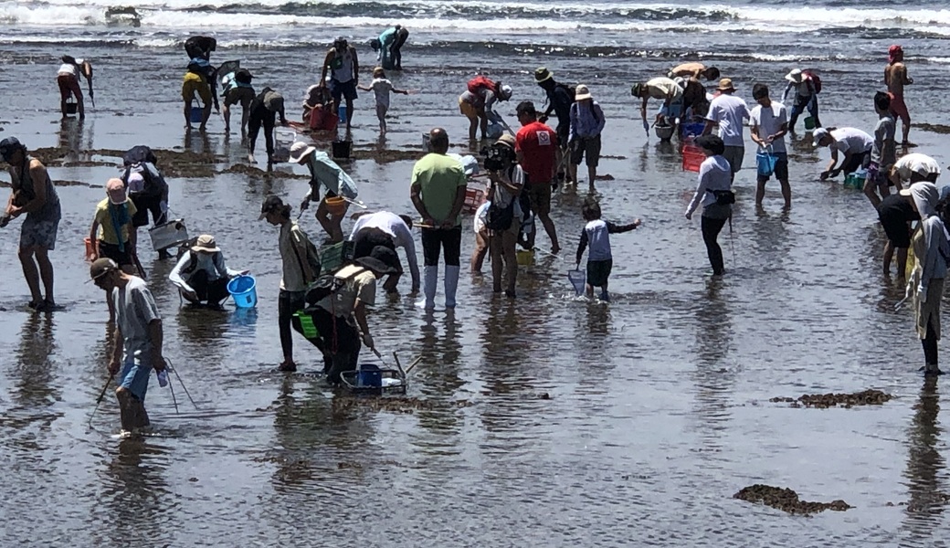 735style 磯焼け対策　藻場の再生 アイキャッチ