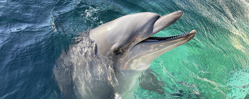 ドルフィンビーチ カバー