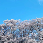 ジョー・クールブルー プロフィール