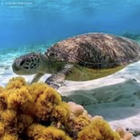 アロハ プロフィール