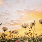 関東の真ん中からキレイにし隊 プロフィール