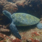 ジェスター プロフィール