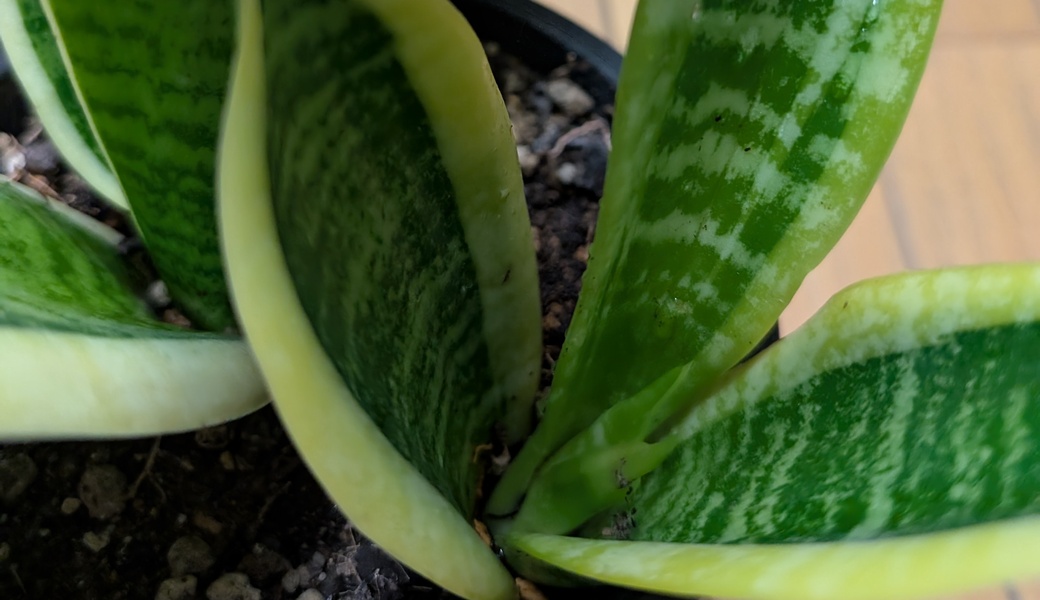 BLUESANTA2025 アイキャッチ