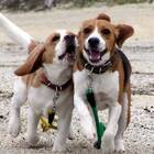 Smilemaro-withdog プロフィール