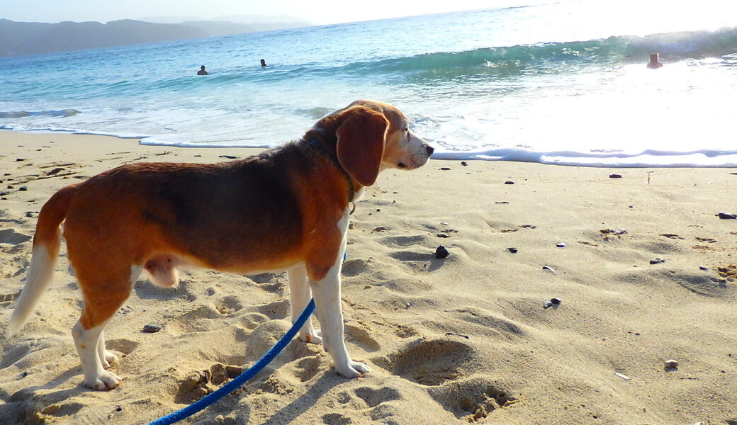 Smile maro with dog アイキャッチ