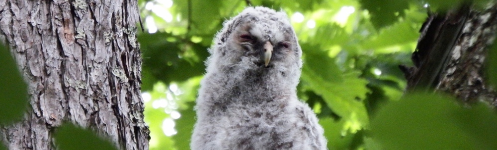 八ヶ岳フクロウ保護協会 カバー