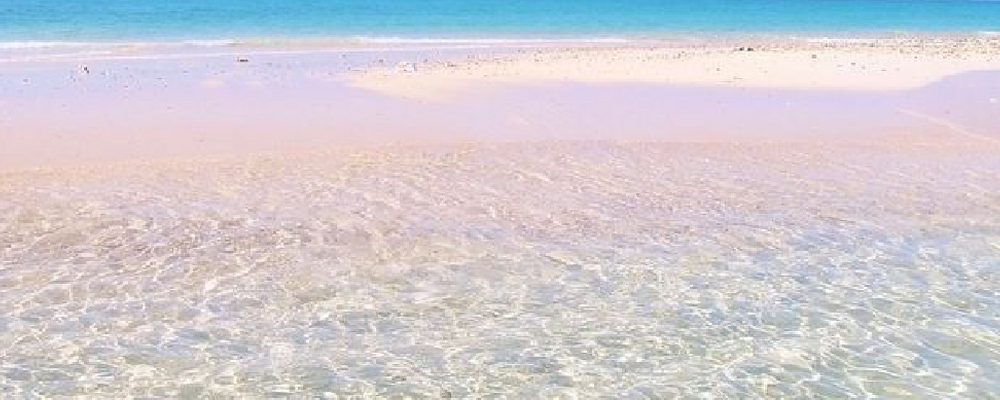 はんぺん カバー