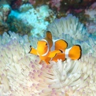 ダイビングショップ　SeaDs プロフィール