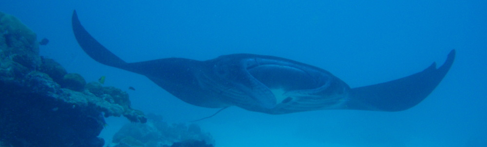 PADI ジャーダイビングつくば カバー