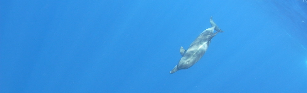 ダイビングショップアリエス カバー