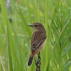 堺野鳥の会 プロフィール