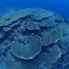 MAKO DIVE プロフィール