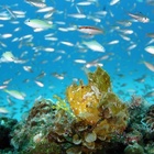 リラックス　ダイビング　サービス プロフィール