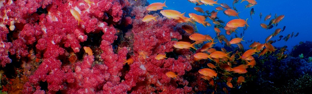 大島ダイビング連絡協議会 カバー