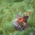 大島ダイビング連絡協議会 プロフィール