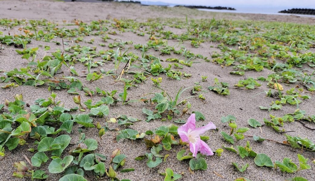 八重津浜ビーチクリーン アイキャッチ