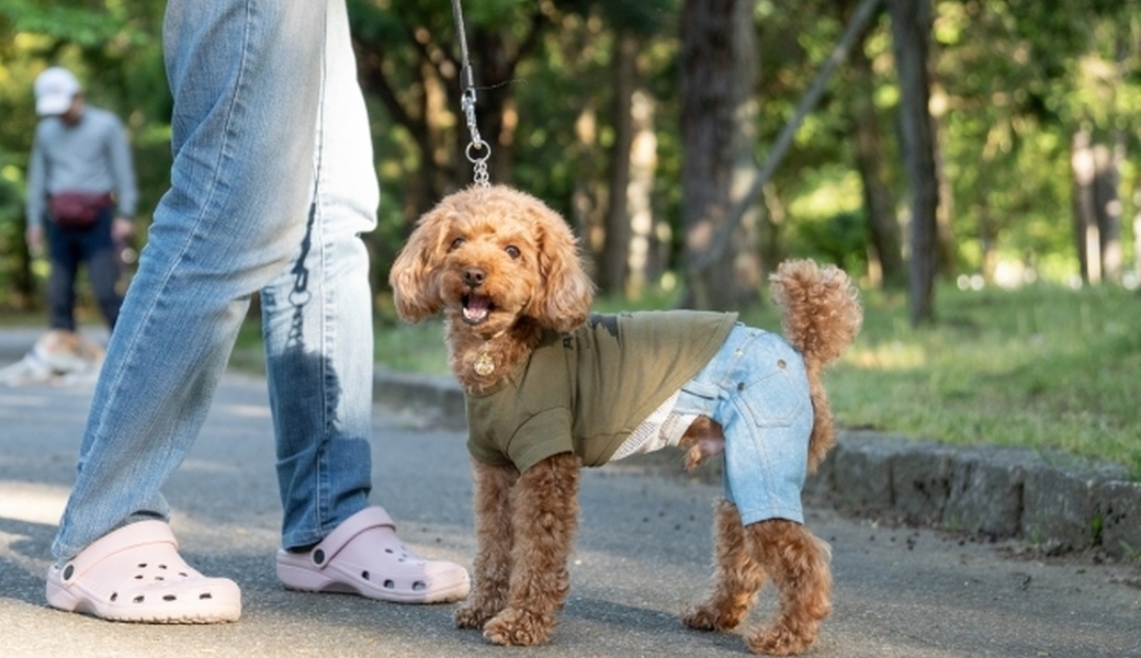 Cleanup with dog! by IDEA DOG vol.0 アイキャッチ