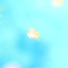 コリンズDC プロフィール