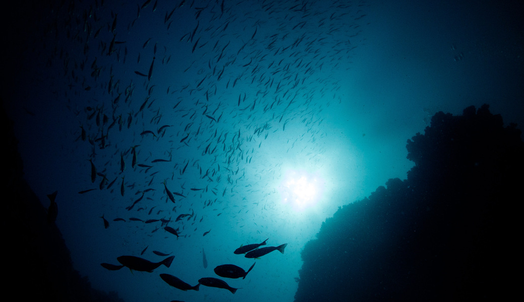 ブルーサンタ2024 アイキャッチ