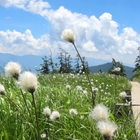 NPO尾瀬自然保護ネットワーク プロフィール