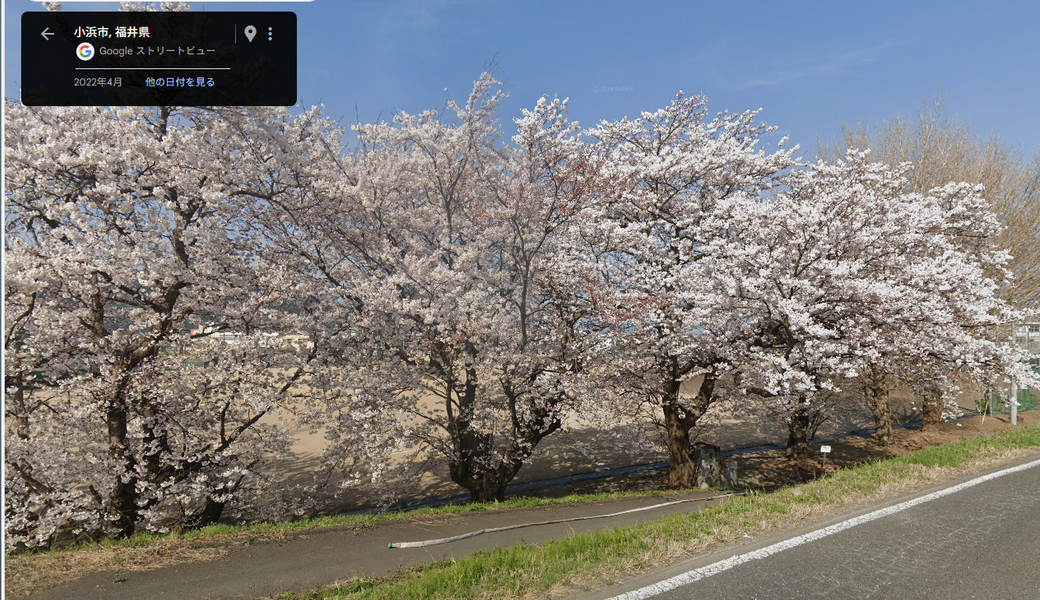 お花見クリーン＠南川 アイキャッチ