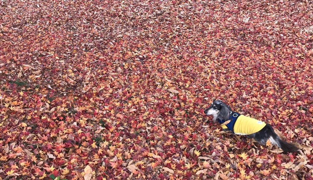 第17回 ブルーサンタ川越 アイキャッチ