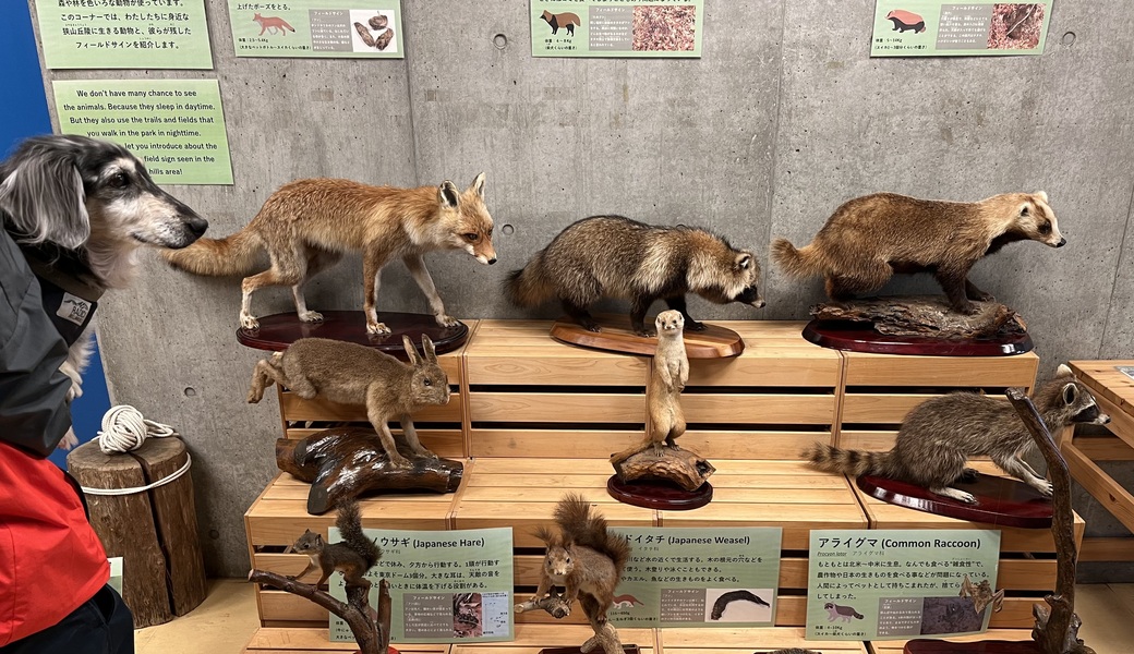 第24回 ブルーサンタ所沢 アイキャッチ