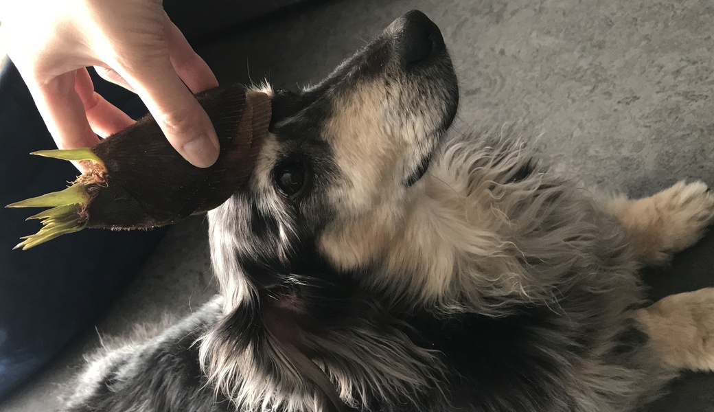 第24回 ブルーサンタ所沢 アイキャッチ