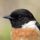 自然観察&ガイド　ノビタキ家 プロフィール