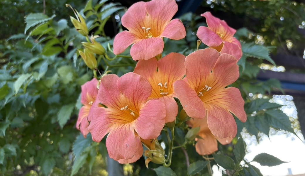 エコスタイルクラブ＠庄内緑地２ レポート