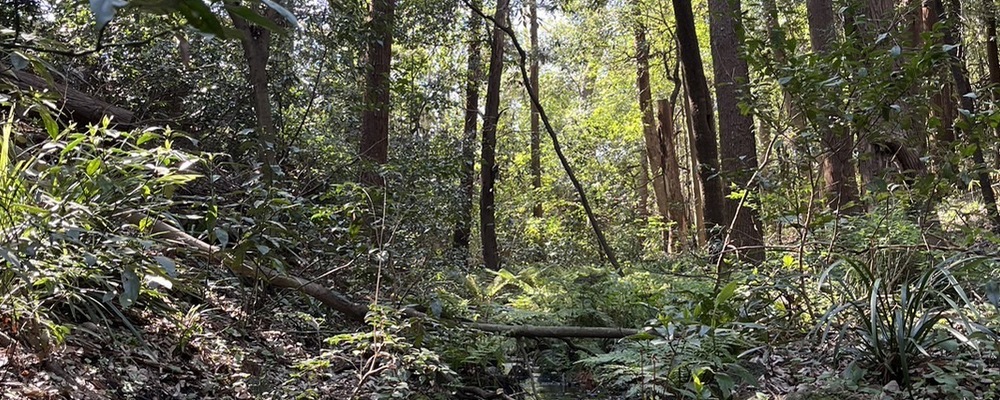 ファンネスト カバー